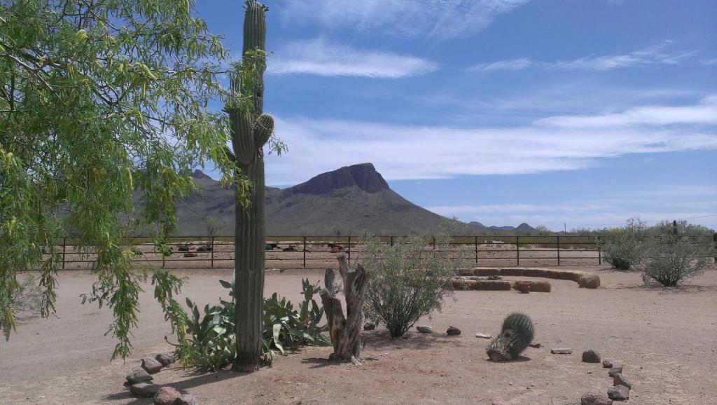 Bed and Breakfast White Stallion Ranch Tucson Exterior foto